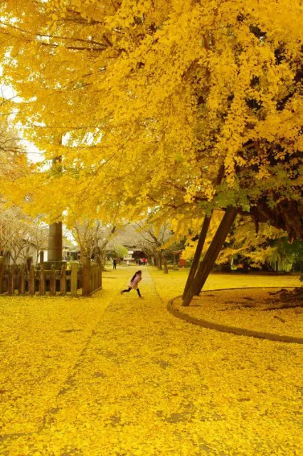 【紅葉・見ごろ】西蓮寺大銀杏黄葉_1