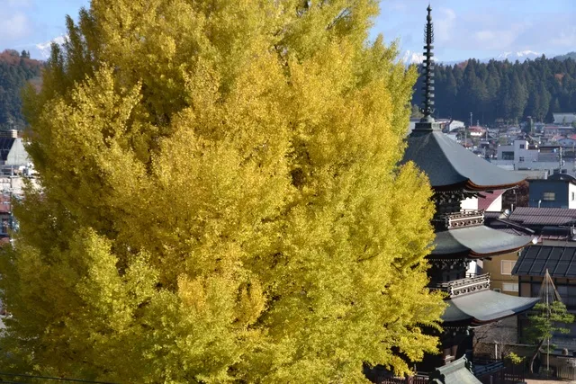 【紅葉・見ごろ】飛騨国分寺_1