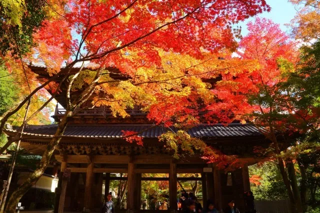 【紅葉・見ごろ】永源寺_1