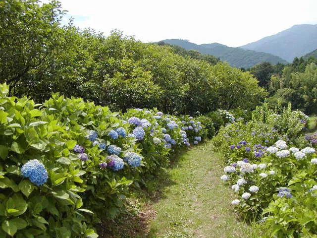 【あじさい・見ごろ】日向地区日陰道_1