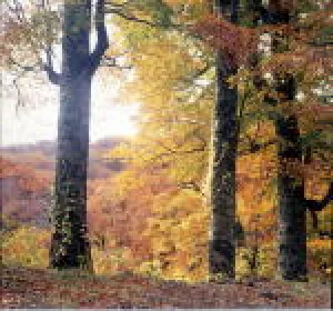 【紅葉・見ごろ】氷ノ山ブナ林_1