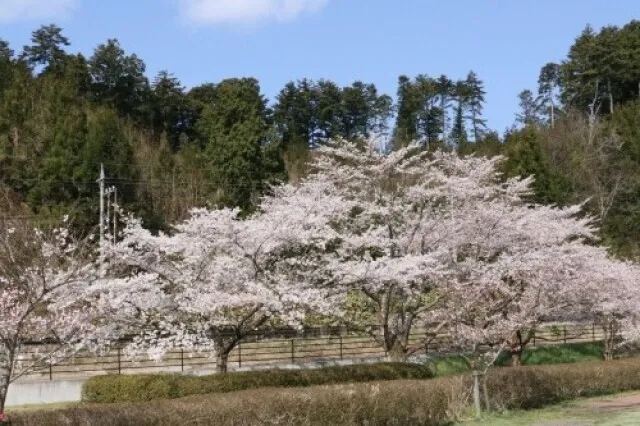 【桜・見ごろ】志賀町せせらぎ自然公園_1