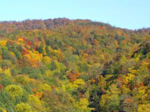 【紅葉・見ごろ】ウルベシ橋_1