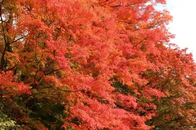 【紅葉・見ごろ】上市のイロハモミジ群_1