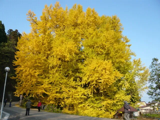 【紅葉・見ごろ】北金ヶ沢の大銀杏（日本一の大イチョウ）_1