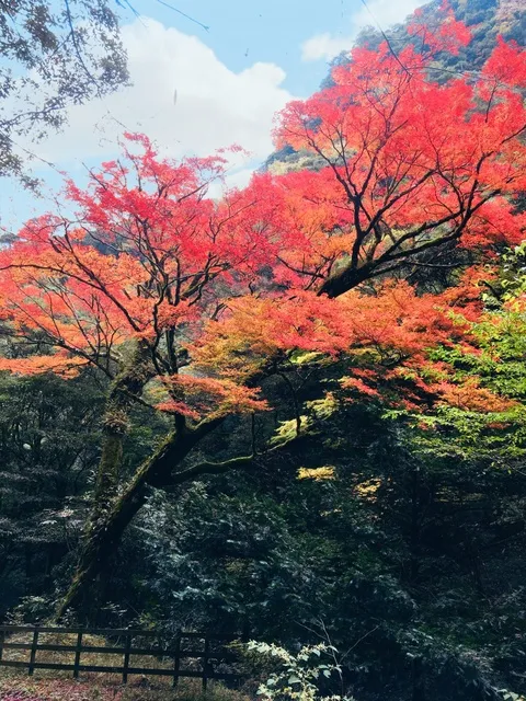 【紅葉・見ごろ】北郷町のイロハモミジ_1