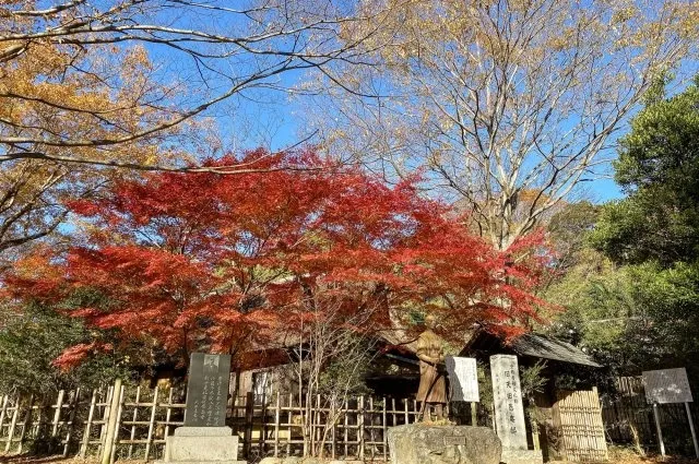 【紅葉・見ごろ】松ヶ岡公園_1