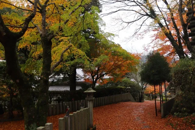 【紅葉・見ごろ】新大仏寺_1