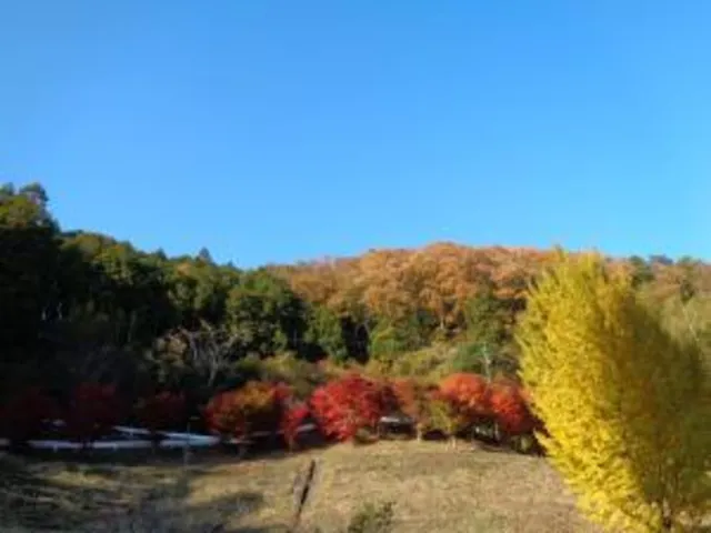 【紅葉・見ごろ】鹿野天神山公園_1