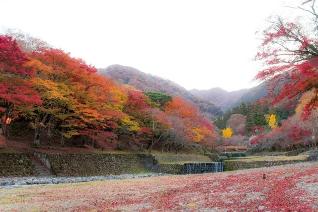 【紅葉・見ごろ】養老公園_1
