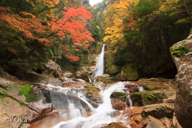 【紅葉・見ごろ】奈良県十津川村「笹の滝」_1