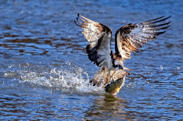 自然写真家泊和幸 出版記念写真展 「里山の宇宙（くうかん）・魚鷹（ミサゴ）の詩」_1