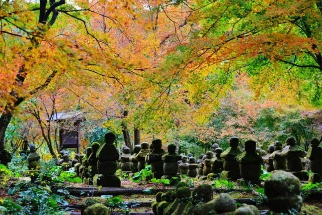 【紅葉・見ごろ】道隆寺跡_1