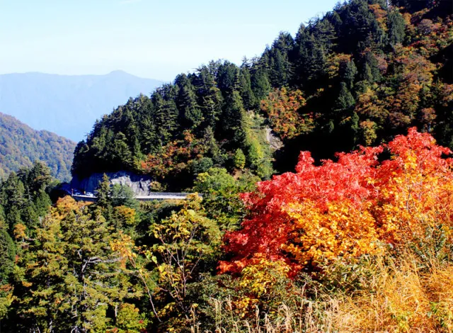 【紅葉・見ごろ】岐阜県・白川村　白山白川郷ホワイトロード_1
