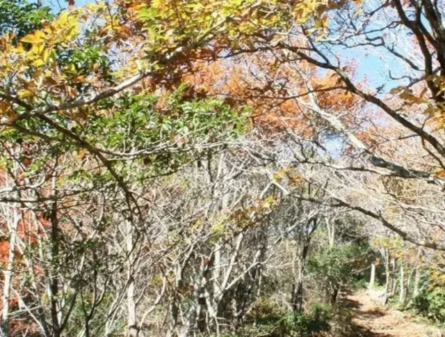 【紅葉・見ごろ】龍頭山_1
