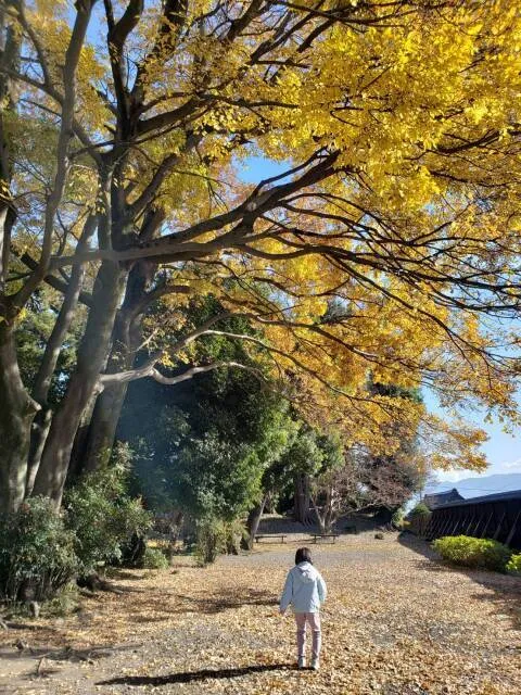 【紅葉・見ごろ】安藤家住宅_1
