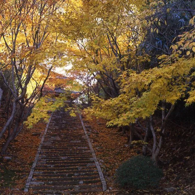 【紅葉・見ごろ】慶宮寺_1