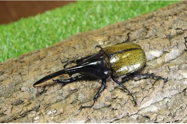 触る！撮る！驚く！ふれあいカブトムシ・クワガタ昆虫展 in ところざわサクラタウン