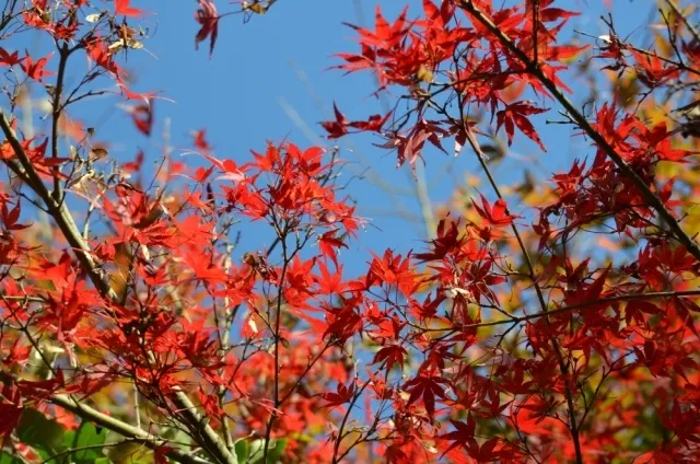 【紅葉・見ごろ】朝明渓谷_1