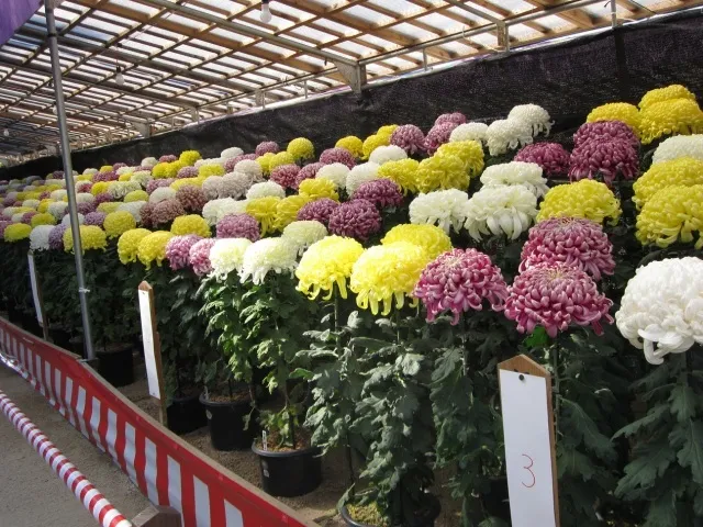 第73回太宰府天満宮秋芳会菊花展_1