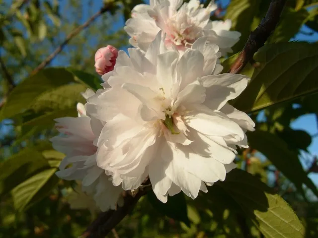 【桜・見ごろ】矢那地区_1