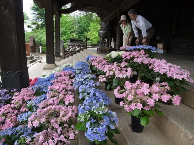 第21回宗吾霊堂紫陽花まつり_1