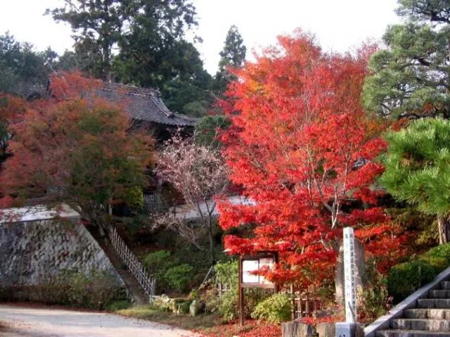 【紅葉・見ごろ】普門寺_1