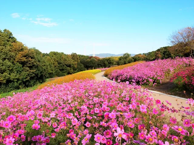 万博記念公園 コスモス・コキアフェスタ 2026_1