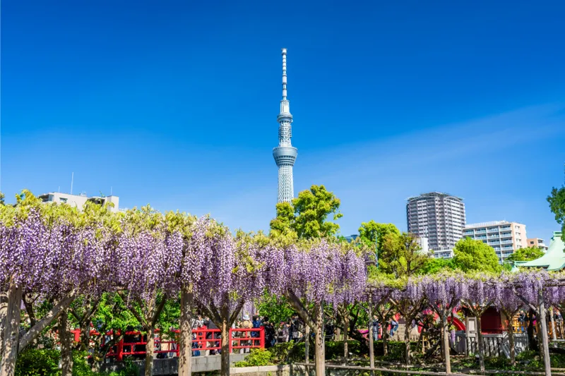 亀戸天神社　藤まつり　学業講祭