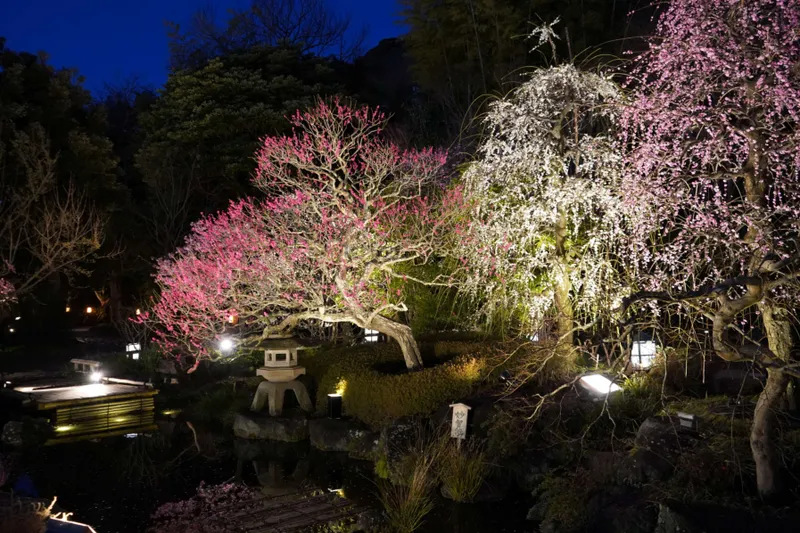 鎌倉長谷寺の梅