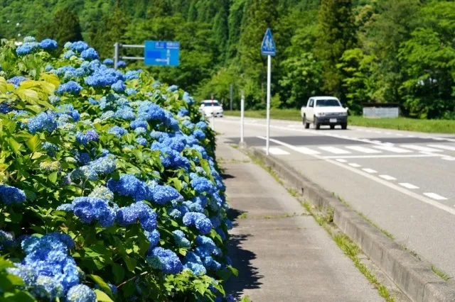 【あじさい・見ごろ】越中西街道アジサイロード_1