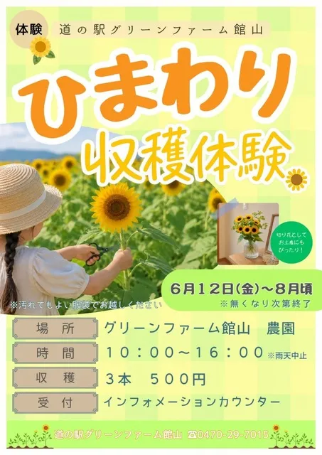 ひまわりの収穫体験／道の駅グリーンファーム館山_1