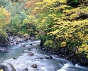 【紅葉・見ごろ】白骨温泉_1