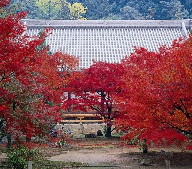 【紅葉・見ごろ】大乗寺_1