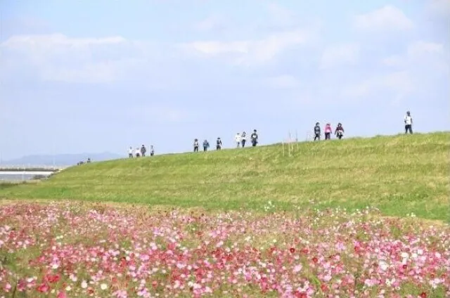 七城ふるさとコスモスウォーク_1