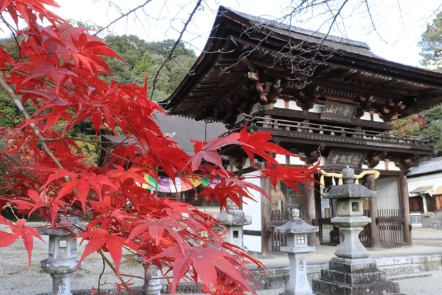 【紅葉・見ごろ】観菩提寺正月堂_1