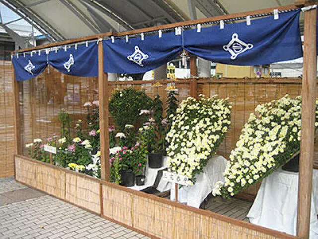 菊花展_1