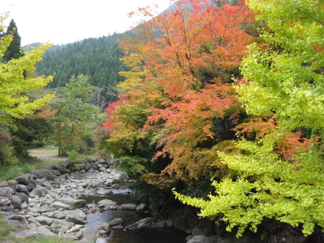 【紅葉・見ごろ】上津江フィッシングパーク_1