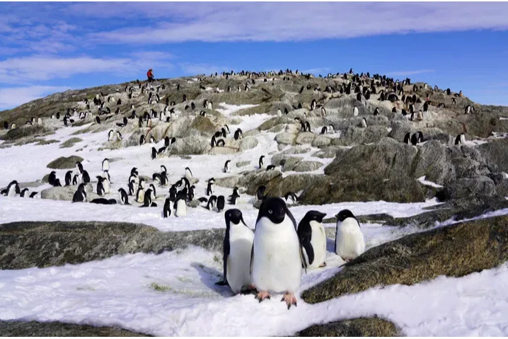 特別展「大南極展」