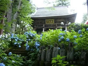 【あじさい・見ごろ】高源院_1
