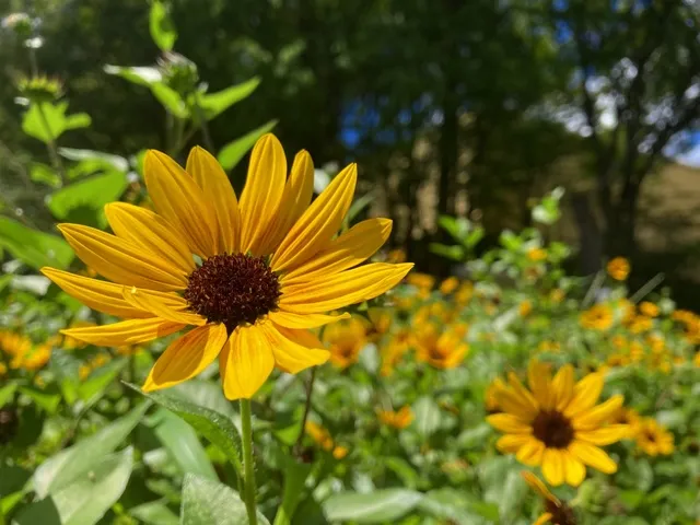 【花・見ごろ】新宿中央公園 ひまわり_1