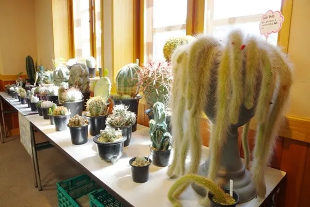 ふなばしアンデルセン公園「多肉植物のふしぎ展」_1