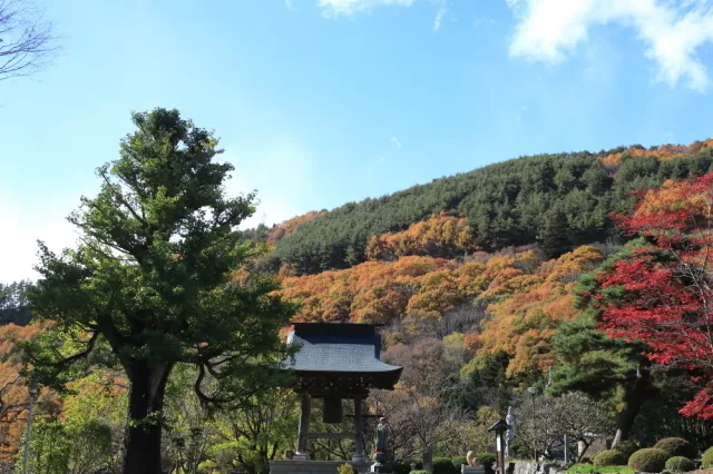 【紅葉・見ごろ】成就院の大銀杏_1