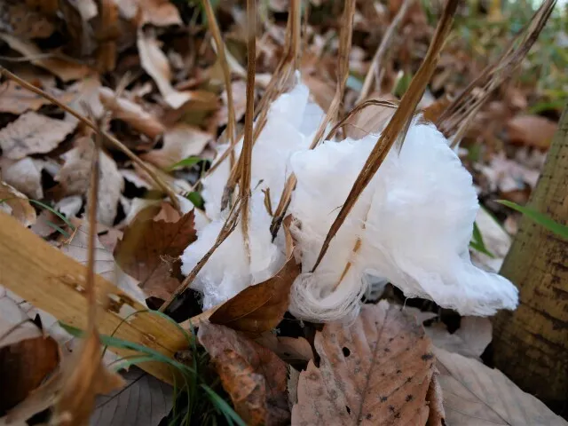 国営武蔵丘陵森林公園 シモバシラの氷柱