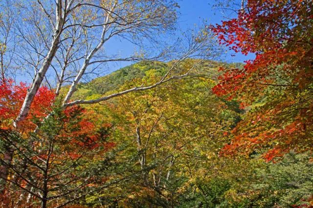 【紅葉・見ごろ】巣栗渓谷_1
