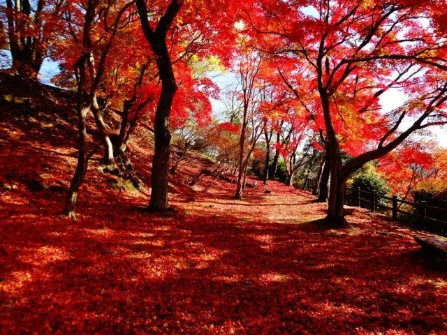 【紅葉・見ごろ】尾関山公園_1
