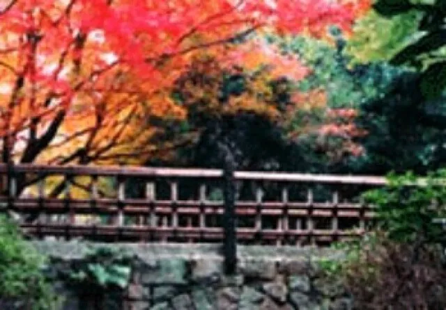 【紅葉・見ごろ】ドイツ村公園_1