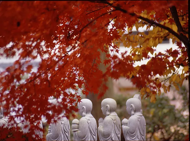 【紅葉・見ごろ】徳蔵寺_1