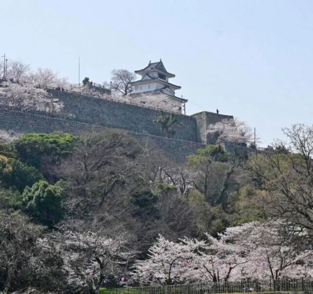 丸亀城桜まつり_1