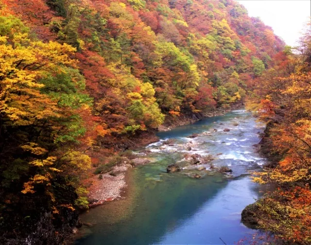 抱返り紅葉祭_1